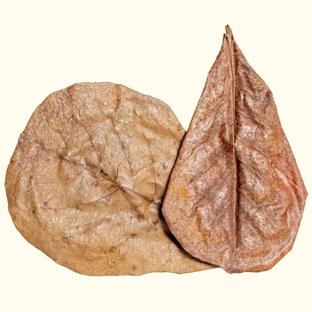 20 Catappa Leaves 1