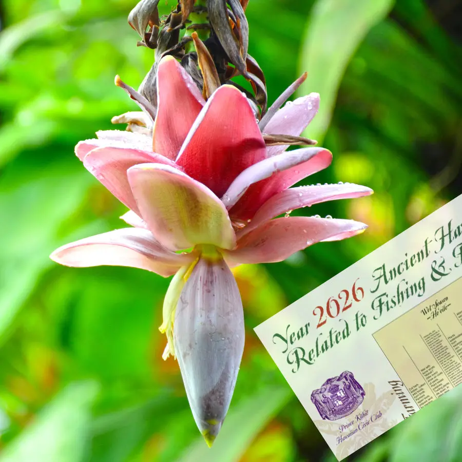 2026 Hawaiian Fishing & Farming Moon Calendar 1