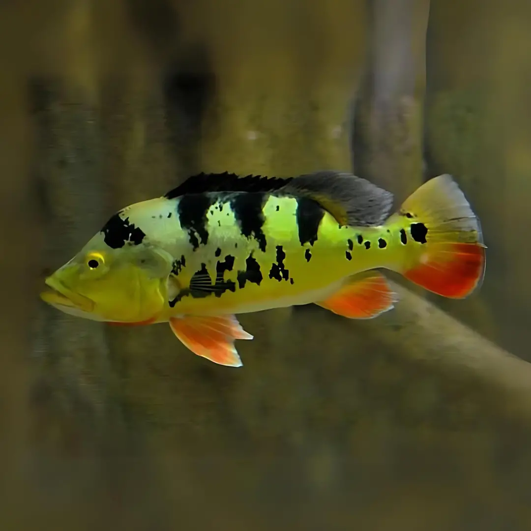 Live Fish Peacock Bass Mono (3-4 Cms) | Single 1