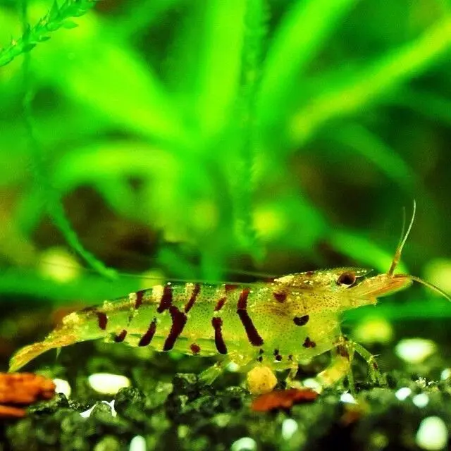 Live Fish Shrimp Tiger | Single 1