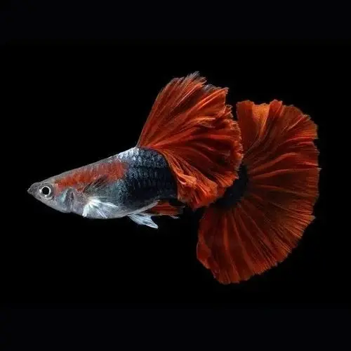 Live Fish Guppy Hb Red Rose 2