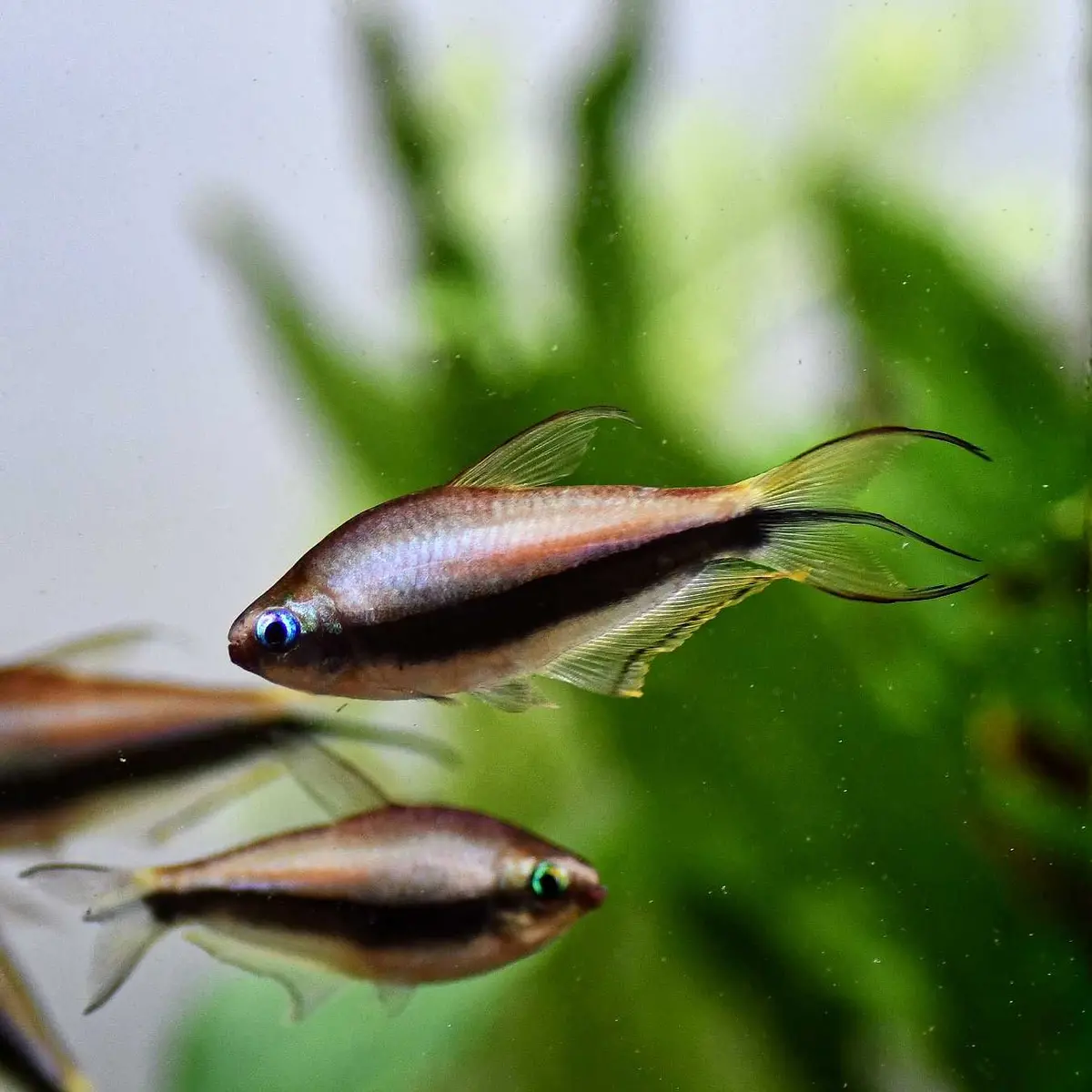 Live Fish Purple Emperor Tetra | Planted Tank Fish | Single 1