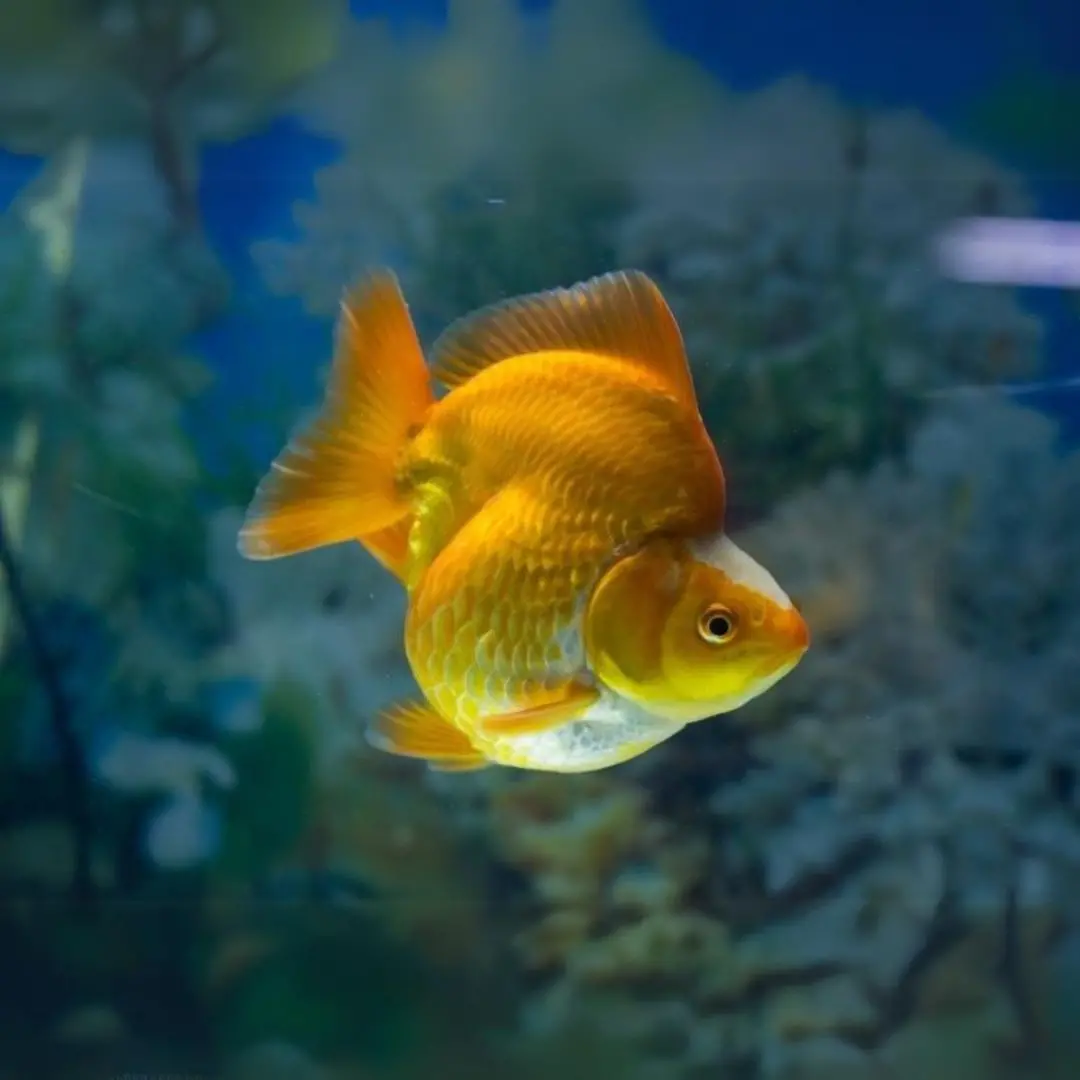 Live Fish Ryukin Gold Fish (3 Inches) | Single 1
