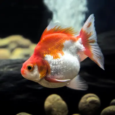 Live Fish Ryukin Gold Fish (2 -3 Cms) | Single 1