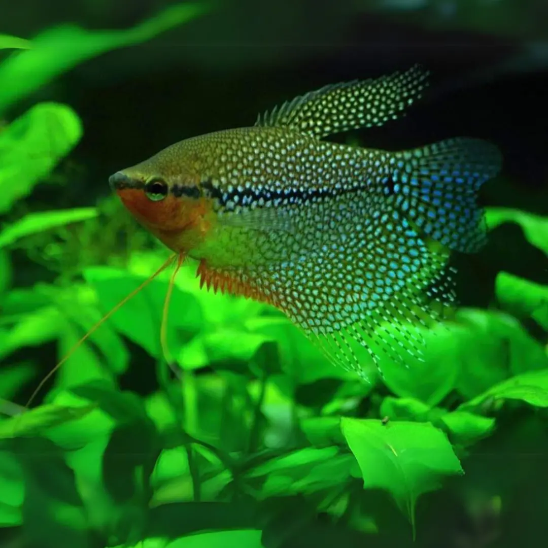 Live Fish Pearl Gourami Fish (4-5 Cms) | Single 1