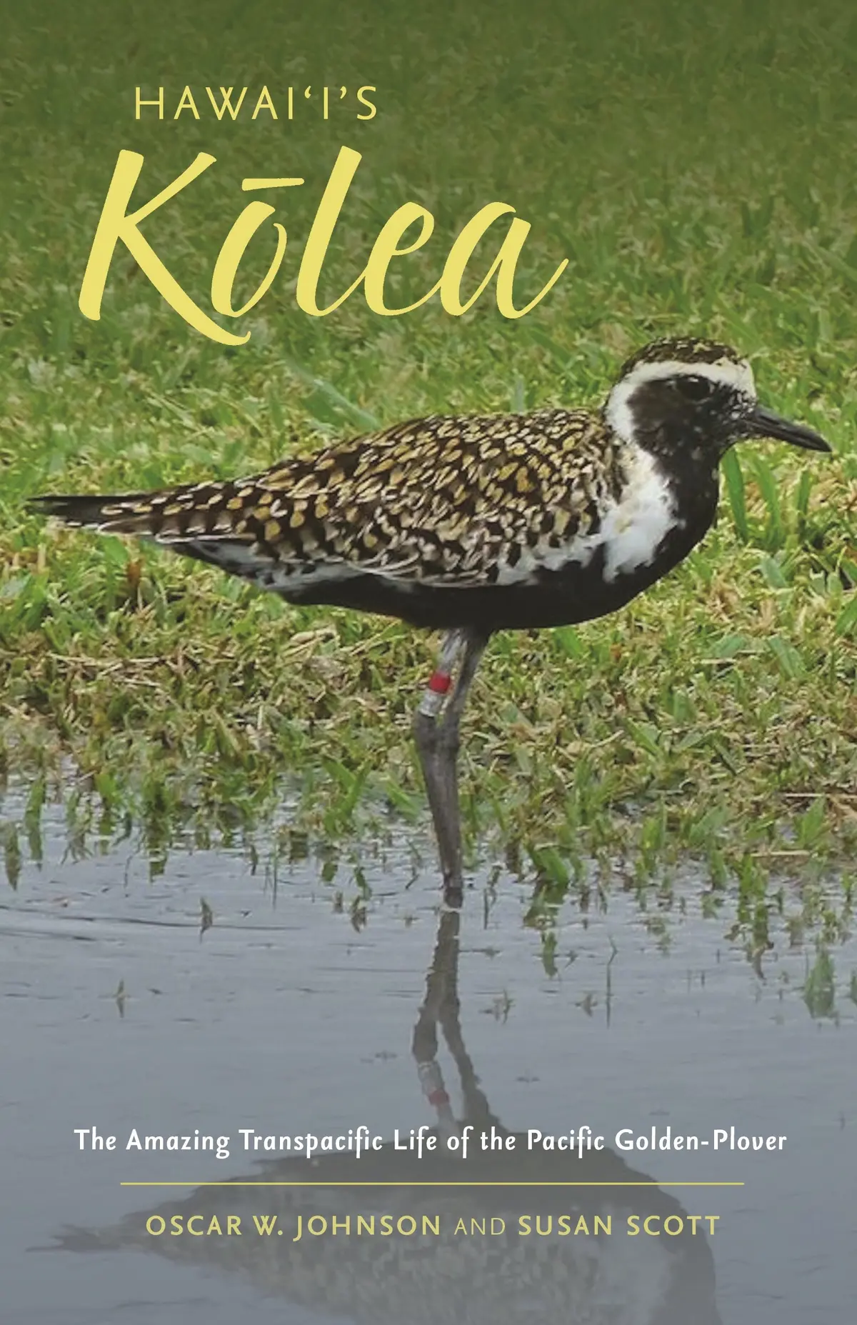Hawaii’S Kolea: The Amazing Transpacific Life Of The Pacific Golden-Plover 1