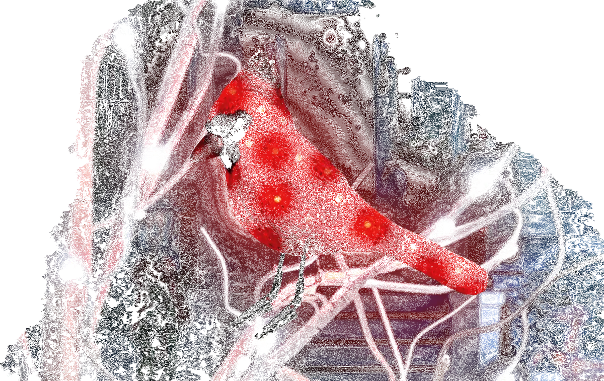 6" Led Cardinal Decoration With Clipped Feet 1