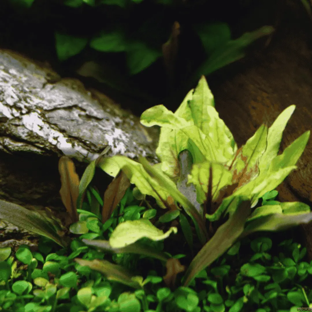 Sreepadma D77 Cryptcoryne Wendetii Gecko | Tc Live Plant 1