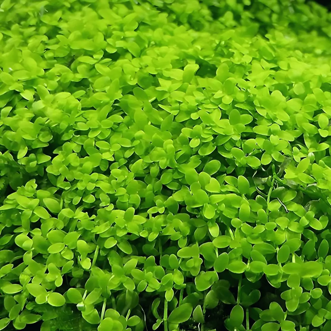 Sreepadma Jr4 Micaranthemum Umbrosum Montecarlo | Tc Live Plant 2