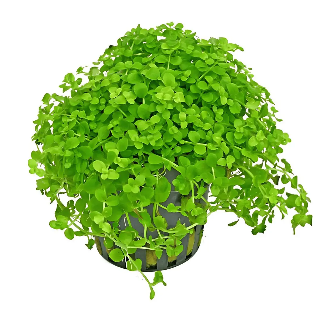 Sreepadma Jr4 Micaranthemum Umbrosum Montecarlo | Tc Live Plant 1