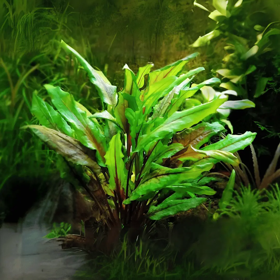 Sreepadma D11 Cryptocoryne Wendtii  | Tc Live Plant 1