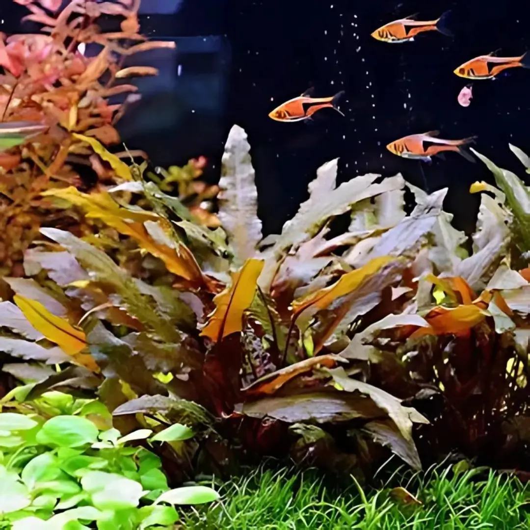 Seepadma D68 Cryptocoryne Wendetii Brown | Tc Live Plant 1