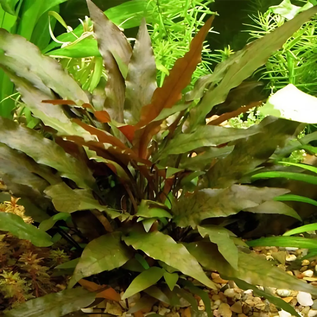 Seepadma D68 Cryptocoryne Wendetii Brown | Tc Live Plant 2
