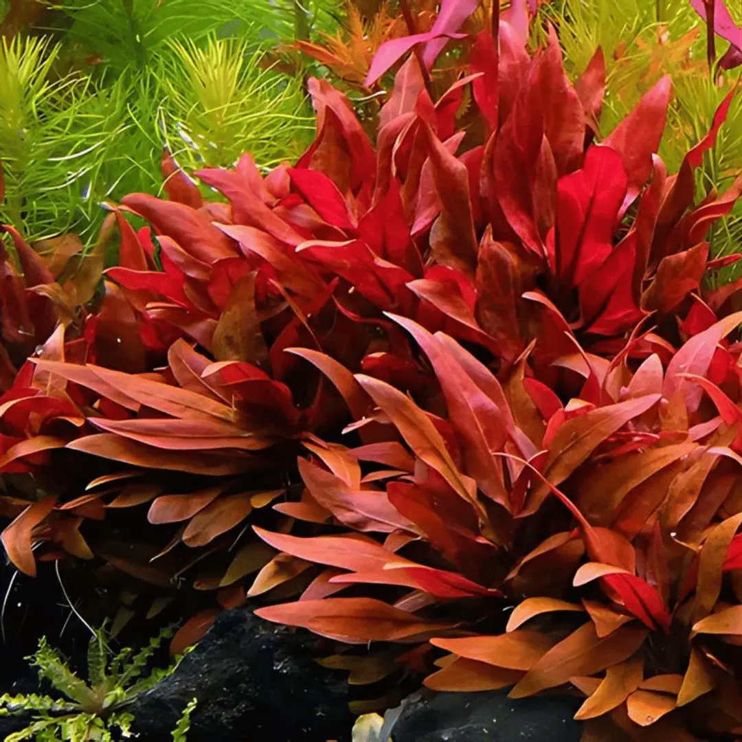 Sreepadma C86 Alternanthera Reineckii Mini | Tc Live Plant 1