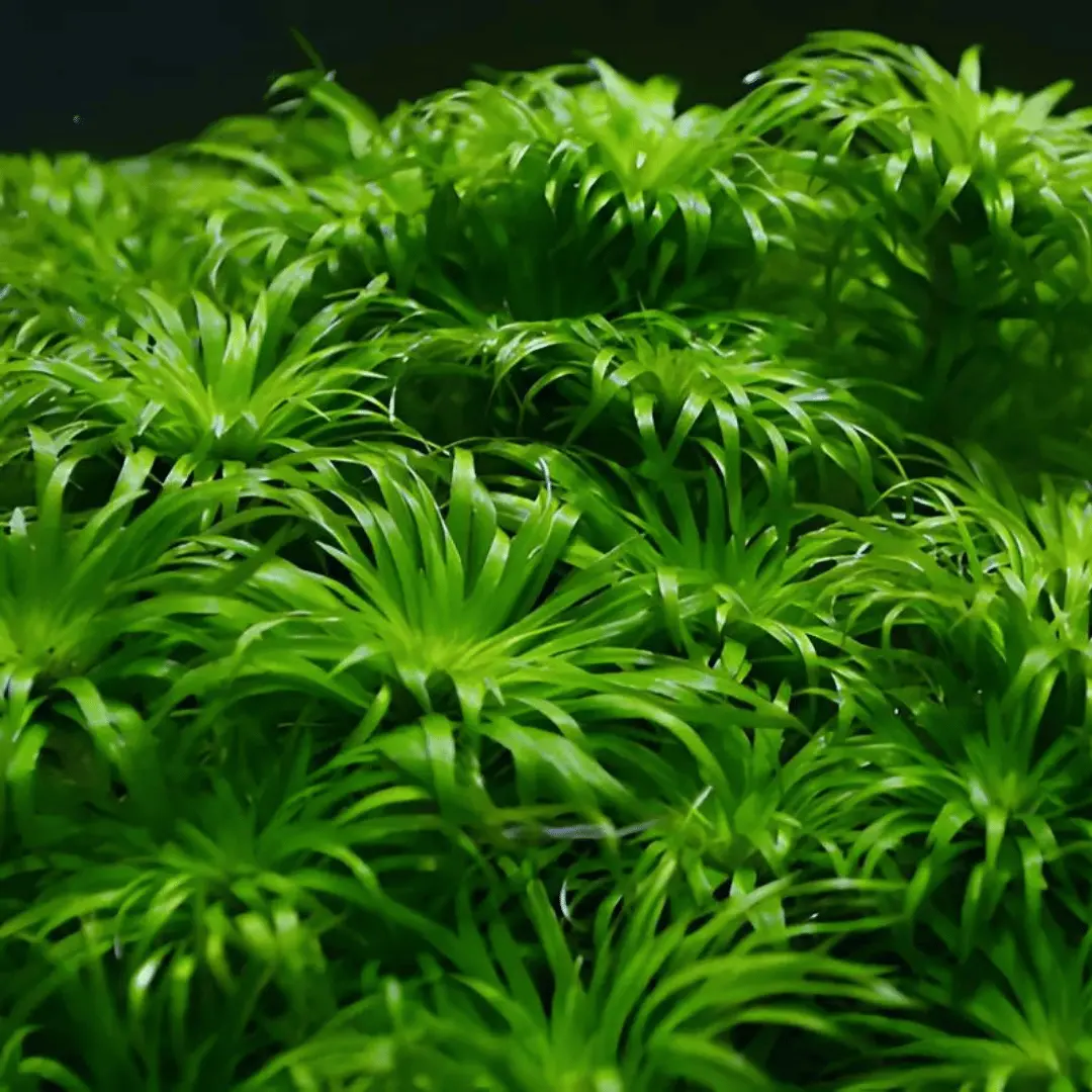 Sreepadma C65 Tonina Fluviatilis | Tc Live Plant 1