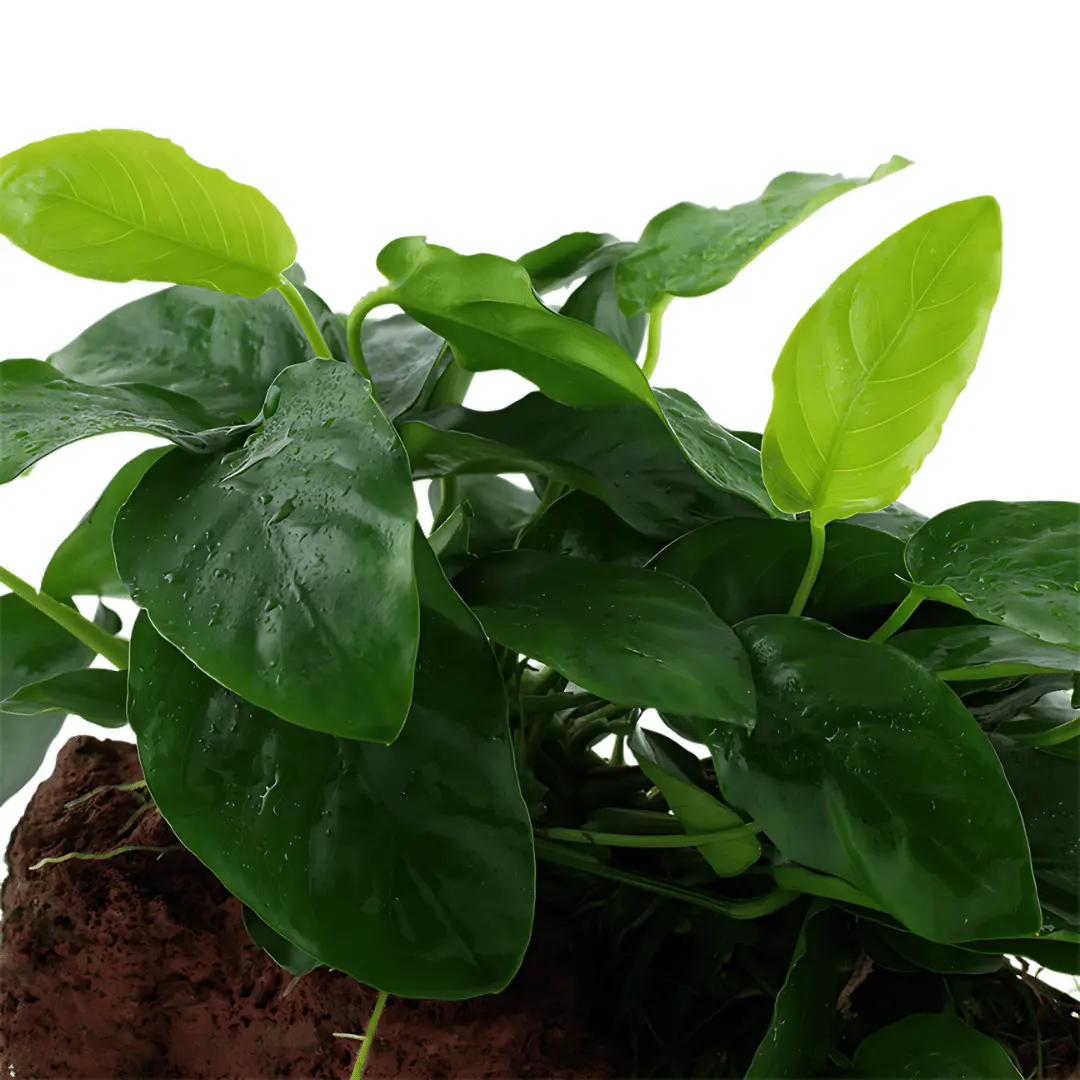 Ada Mk050 Anubias Barteri Var Nana | Cup Live Plant 1