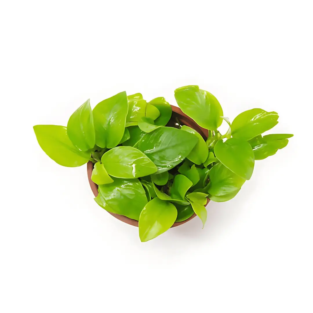 Ada Mk052 Anubias Barteri Var Nana Gold | Cup Live Plant 1