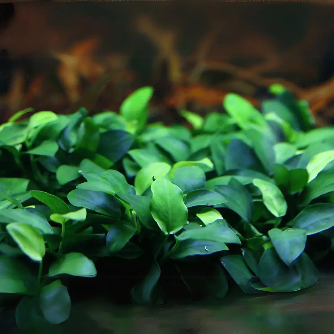 Ada Mk055 Anubias Barteri Var Nana Petite | Cup Live Plant 1