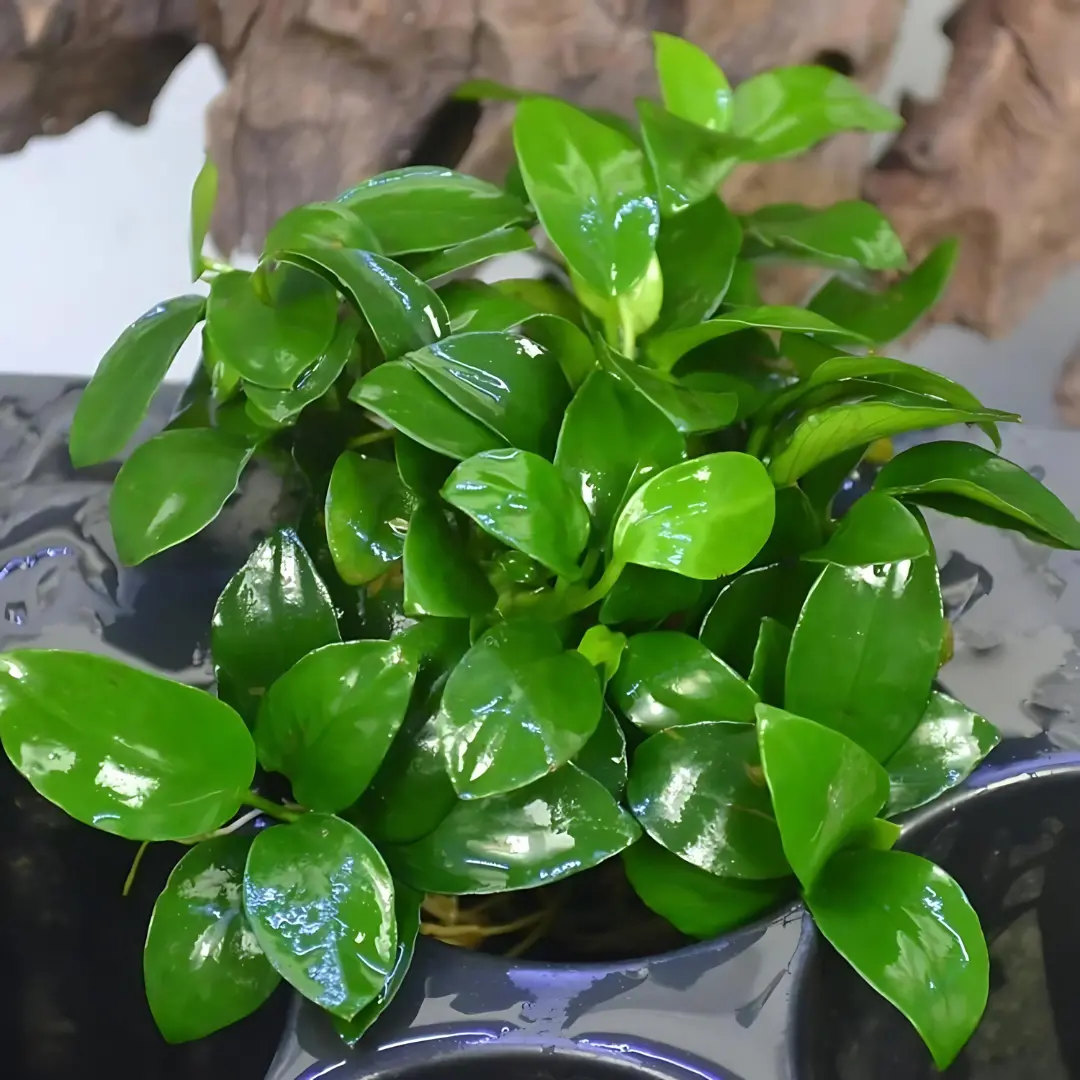 Ada Mk055 Anubias Barteri Var Nana Petite | Cup Live Plant 2
