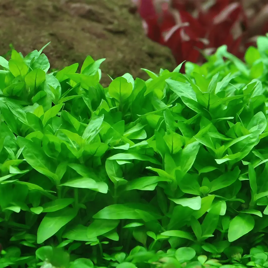 Sreepadma A30 Staurogyne Repens | Tc Live Plant 1
