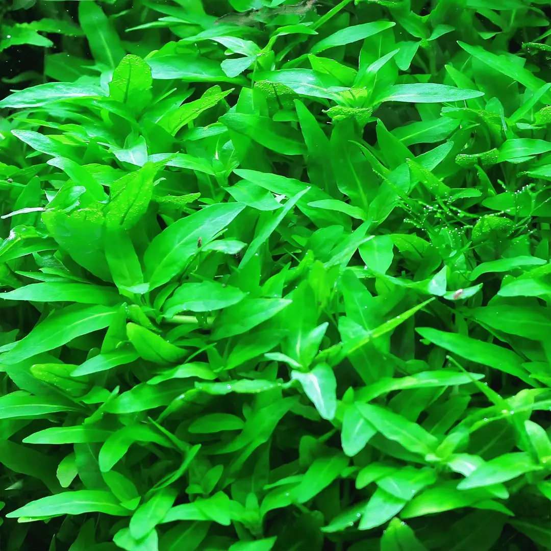 Sreepadma A30 Staurogyne Repens | Tc Live Plant 2