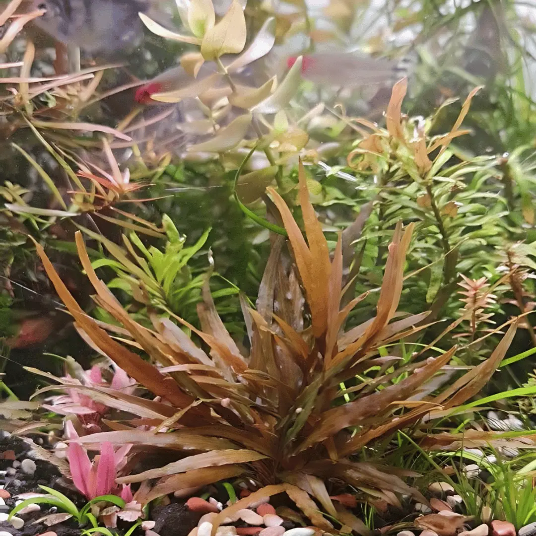 Sreepadma D71 Cryptocoryne Axelrodi | Tc Live Plant 1