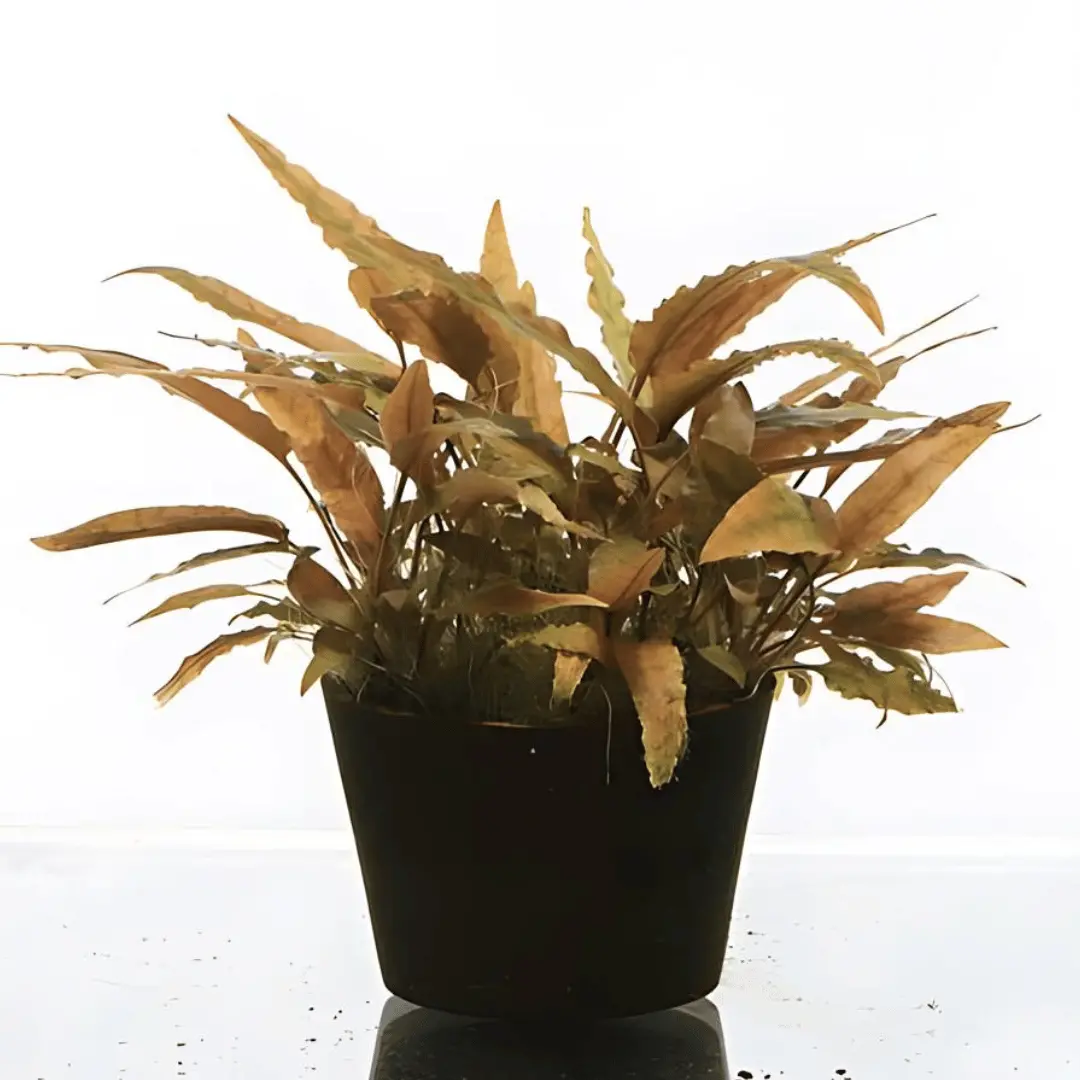 Sreepadma D71 Cryptocoryne Axelrodi | Tc Live Plant 2