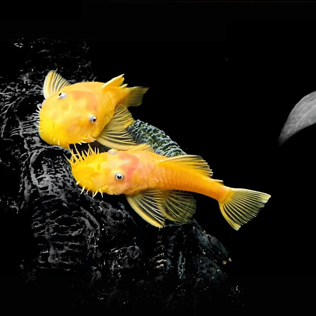 Live Fish Algae Eater Bristle Nose Short Tail Golden Pleco (2.5-3.5 Cm) 1
