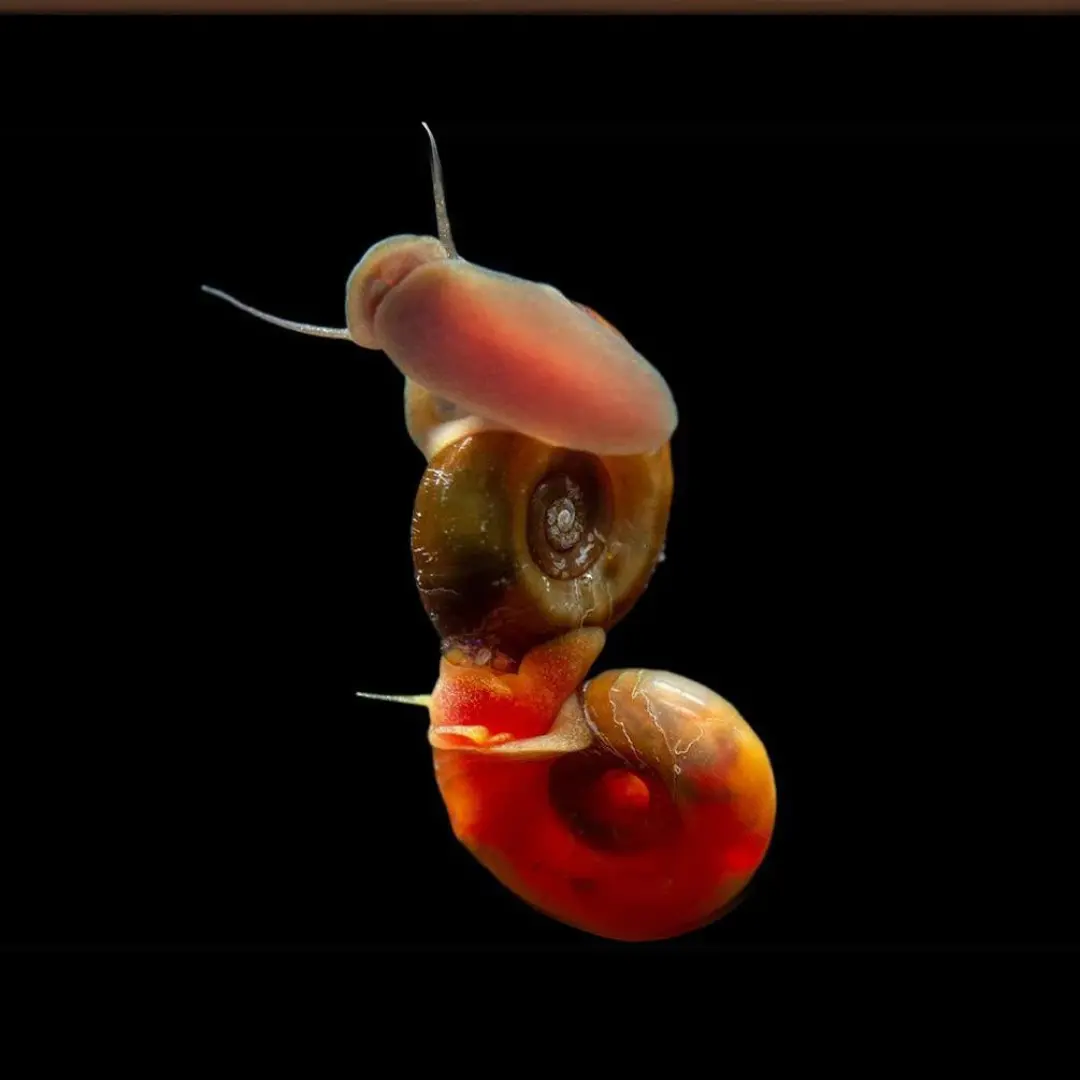 Live Fish Algae Eater Ramshorn Button Snail | Single (Offer) 1