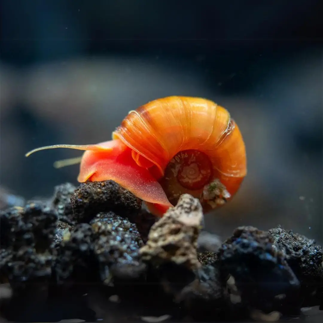 Live Fish Algae Eater Ramshorn Button Snail | Single 1