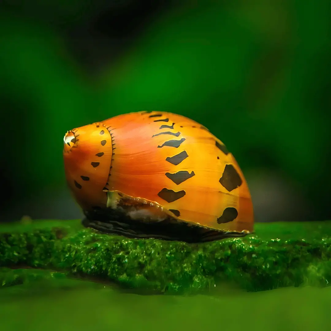 Live Fish Algae Eater Spotted Tiger Nerite Snail 1