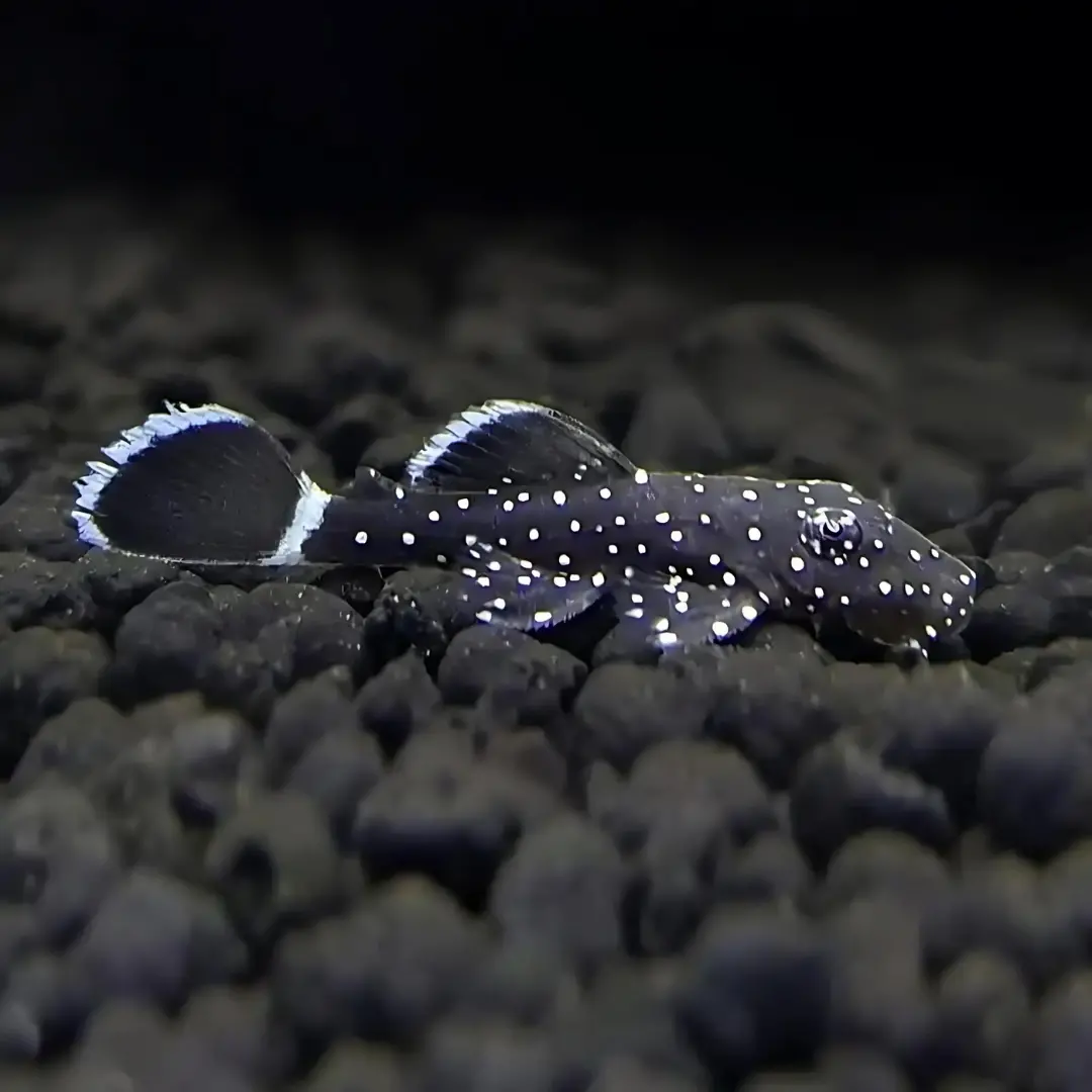 Live Fish Algae Eater Star Light Pleco (3-4 Cms) | Single 1
