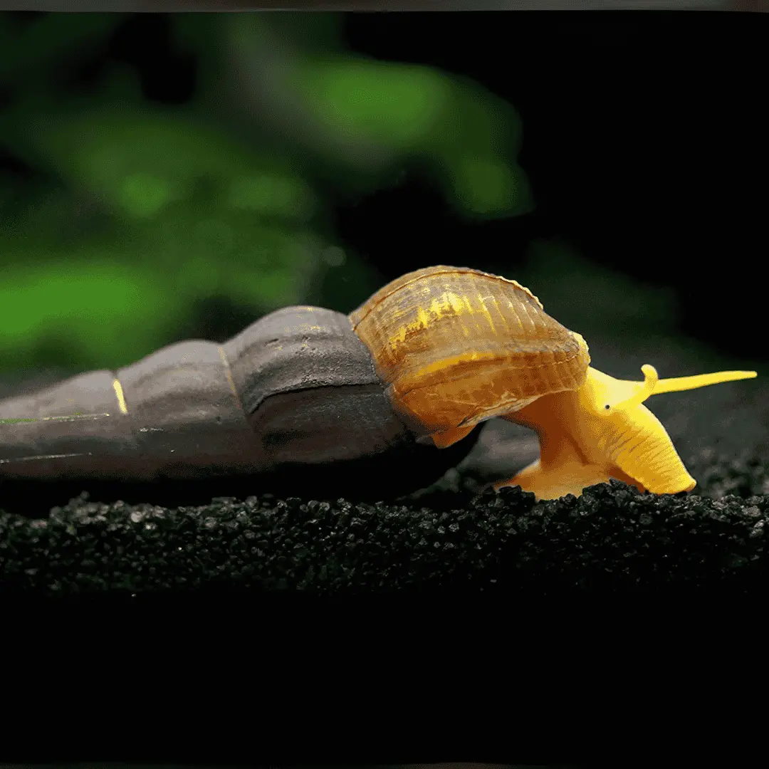 Live Fish Algae Eater Rabbit Snail | 5 To 6 Cm 1