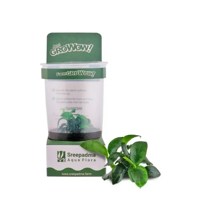 Growow! B20c Anubias Petite 1