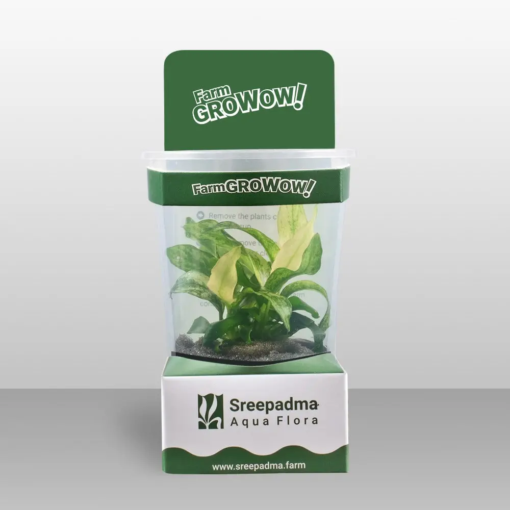 Growow! B18c Anubias Barteri Var. Glabra 1