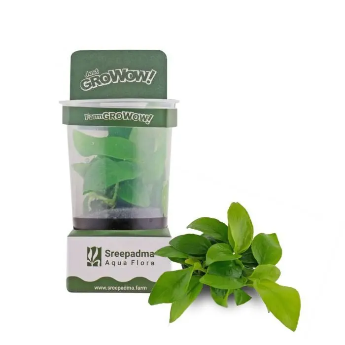 Growow! B6c Anubias Nana Gold 1
