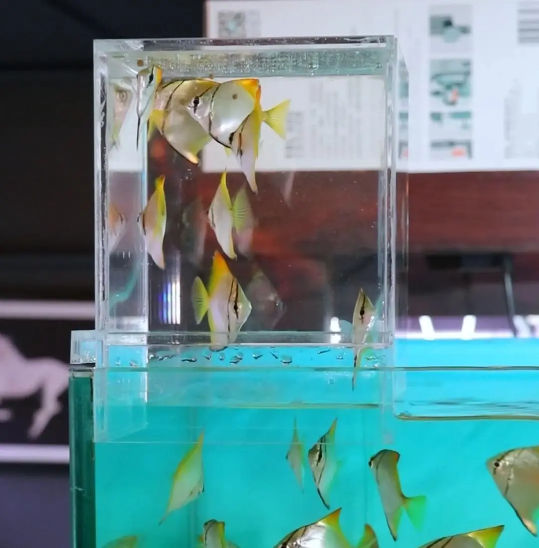 Aquarium Cap-12 Tower Tank 1