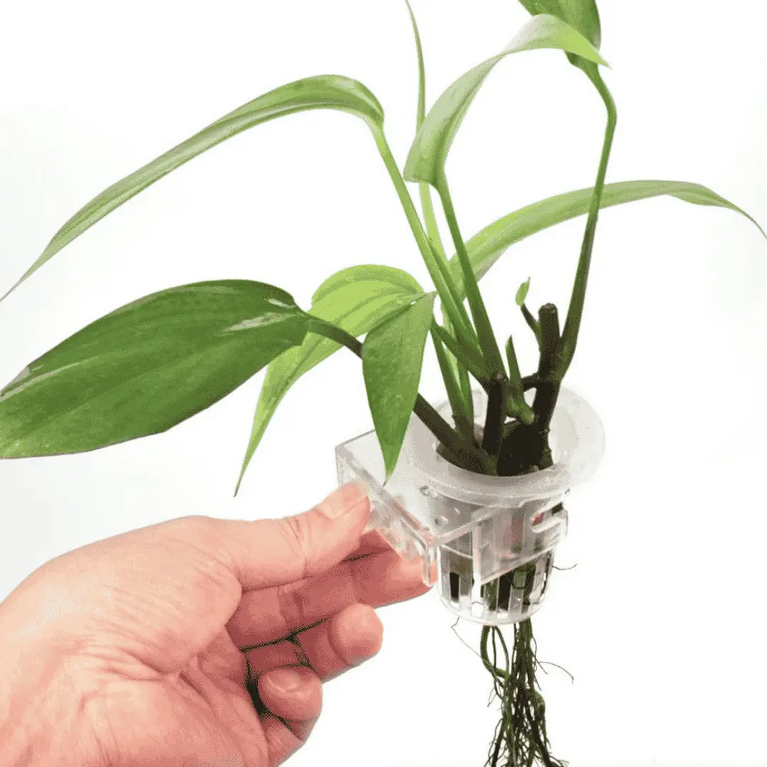 Aquarium Plant Holder Cup 1