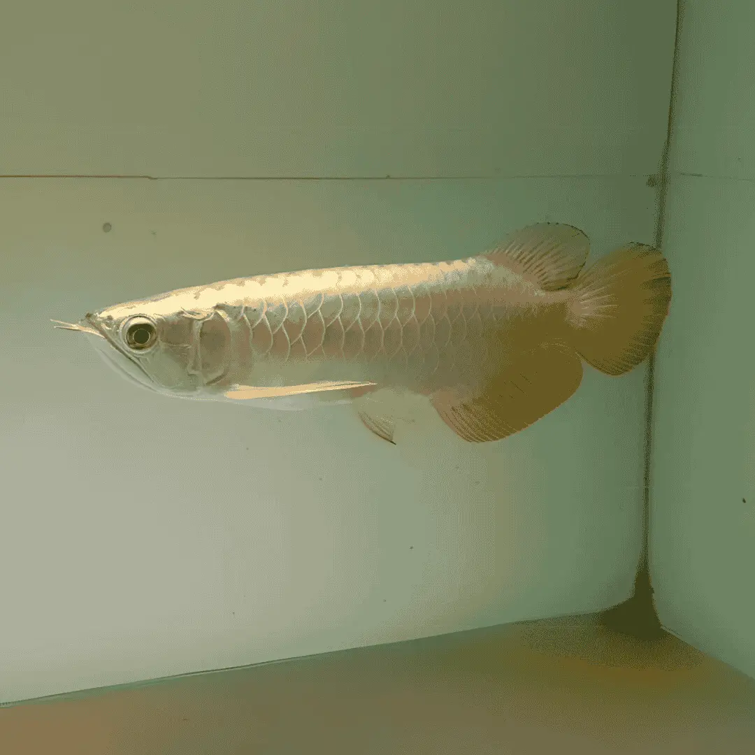 Live Fish Arowana 24K Golden (8 - 9 Inches) | Single 1