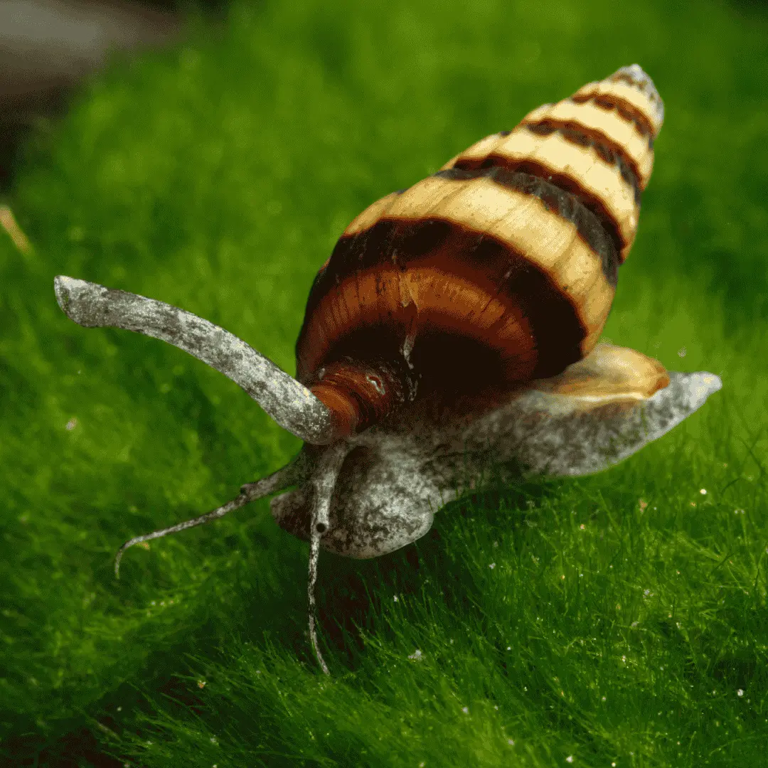 Live Fish Snail Eater Assassin Snails (Juvenile ) | Single 1
