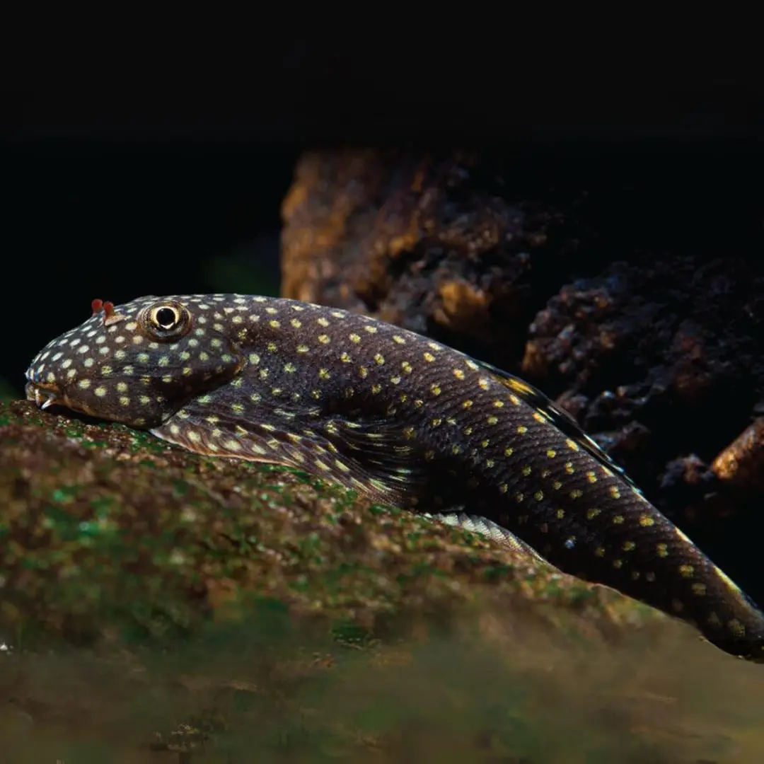 Live Fish Algae Eater Borneo Sucker Loach | Single 1