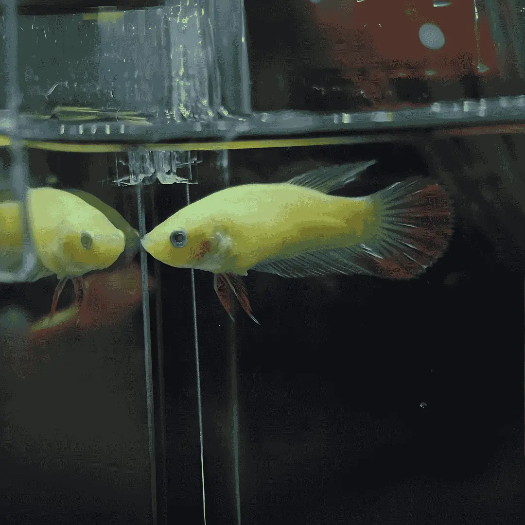 Live Fish Betta Fluorescent Green Plakat Semi-Adult 1