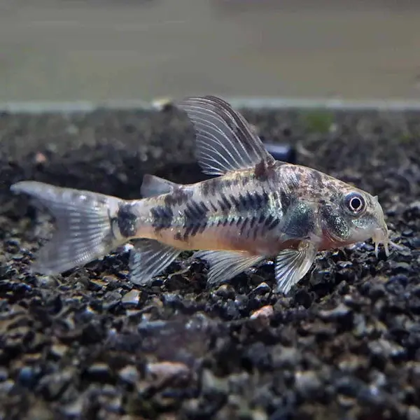 Live Fish Bottom Dweller Pepper Cory Adult | Single 1
