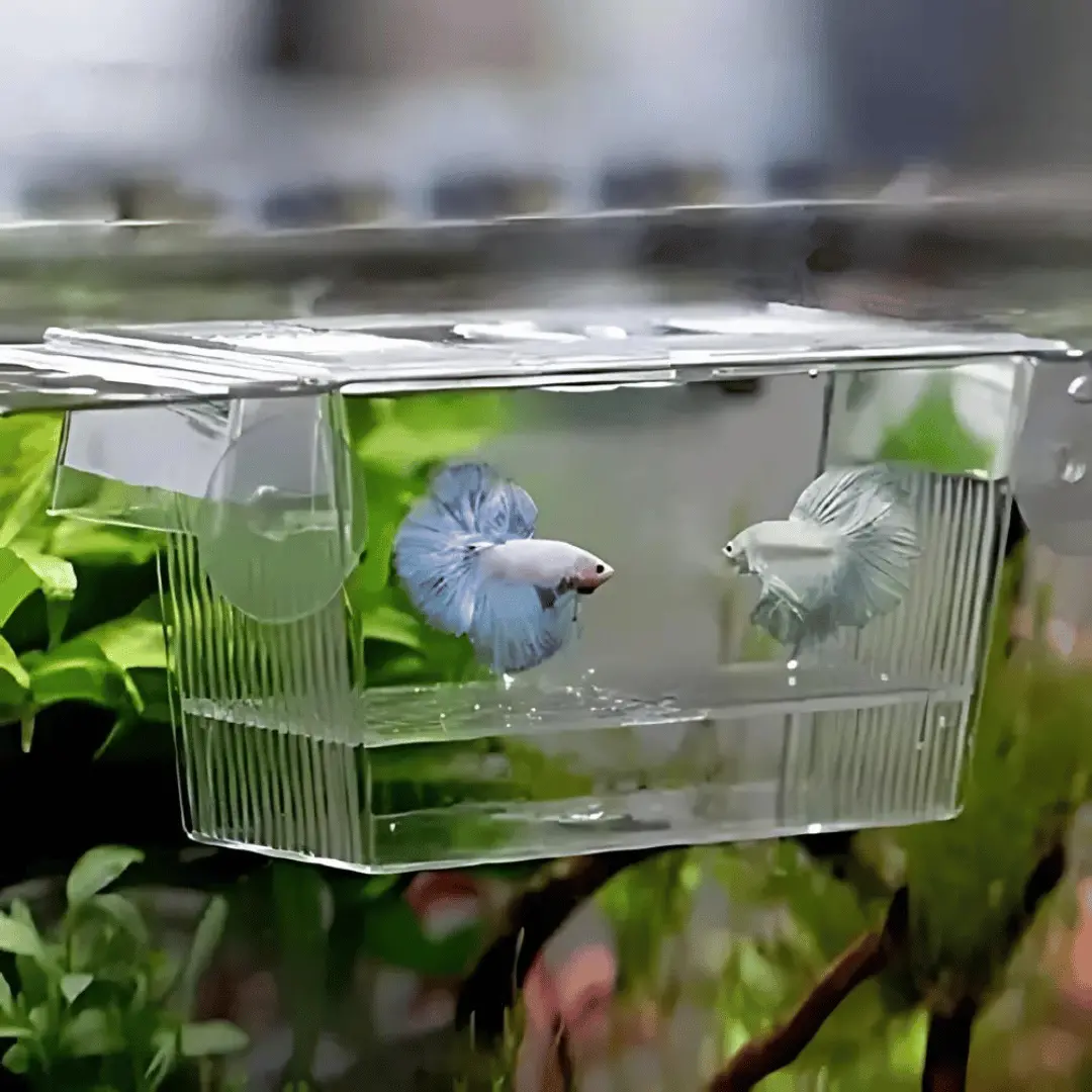 Breeding Box Breeding Net 1