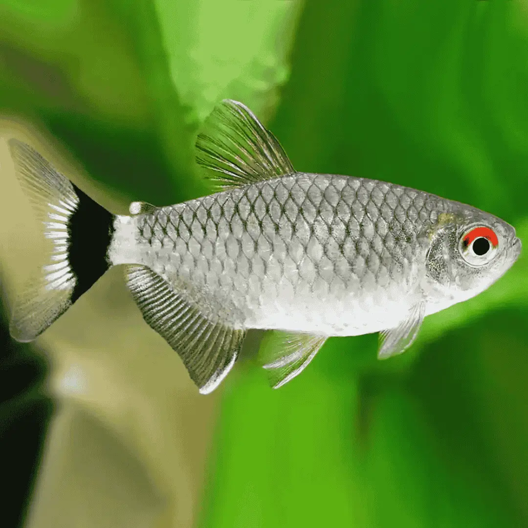 Live Fish Buenos Red Eye Tetra | Single 1