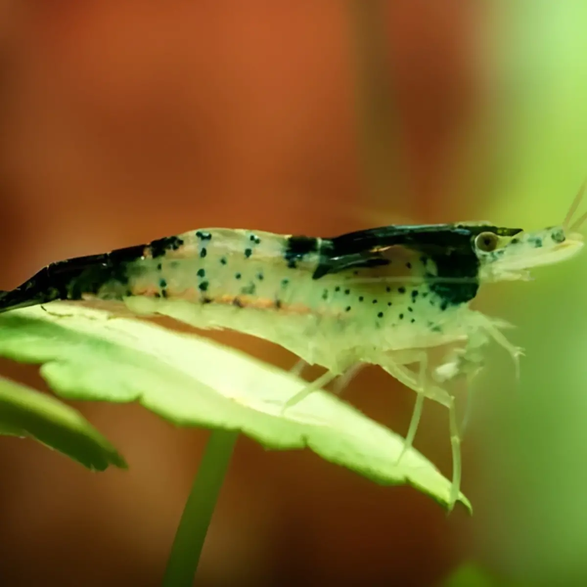 Live Carbon Rili Sparkling Shrimp | Single 2