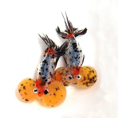 Live Fish Calico Bubble Eye Gold Fish (2.5 - 3 Inches) | Single 1