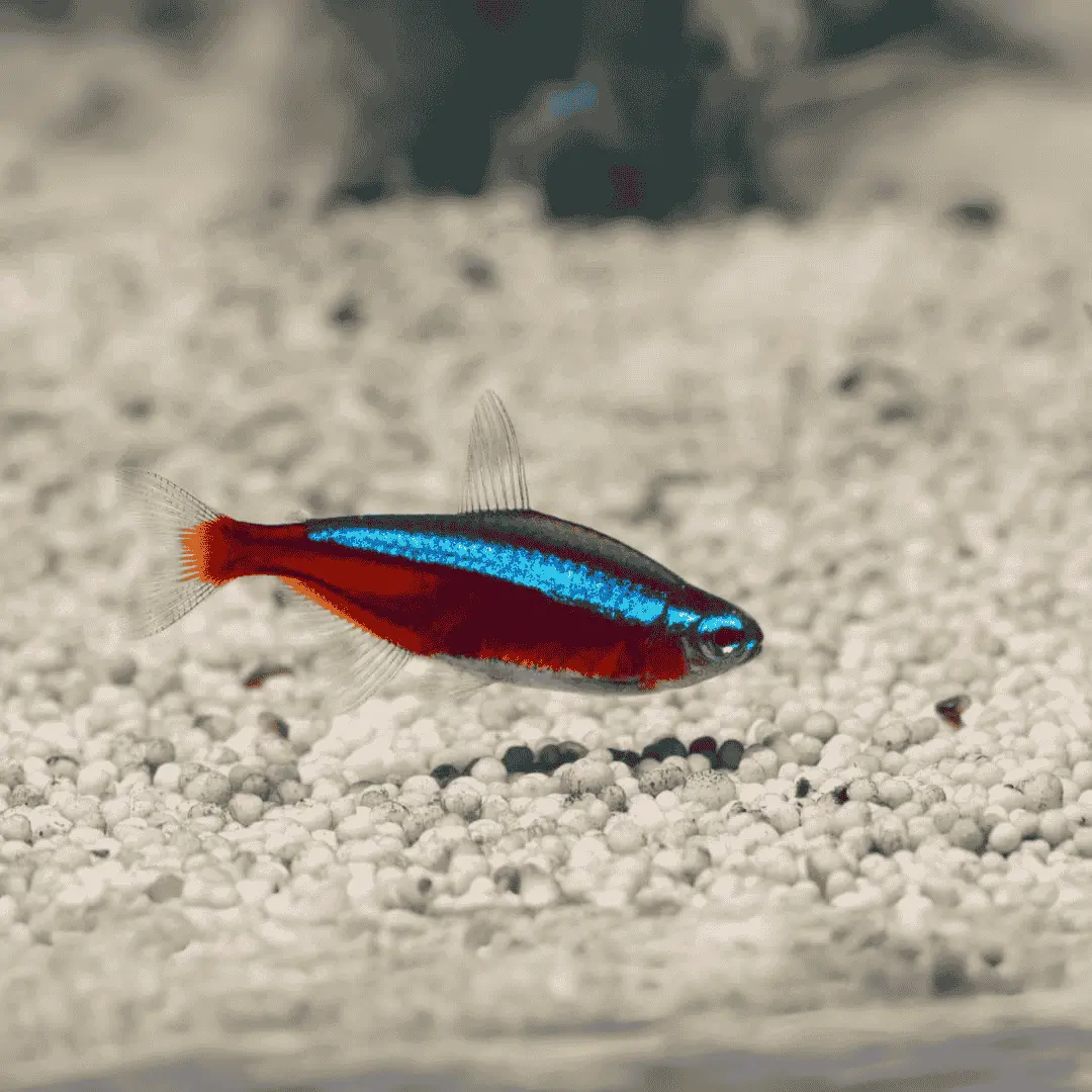 Live Fish Cardinal Tetra | Planted Tank Fish 2