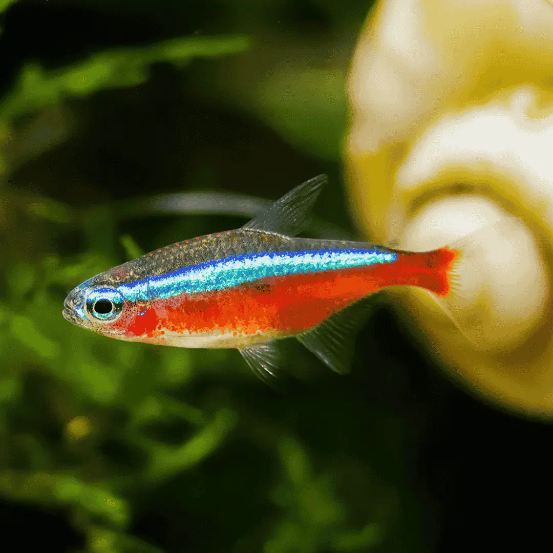Live Fish Cardinal Tetra | Planted Tank Fish 1