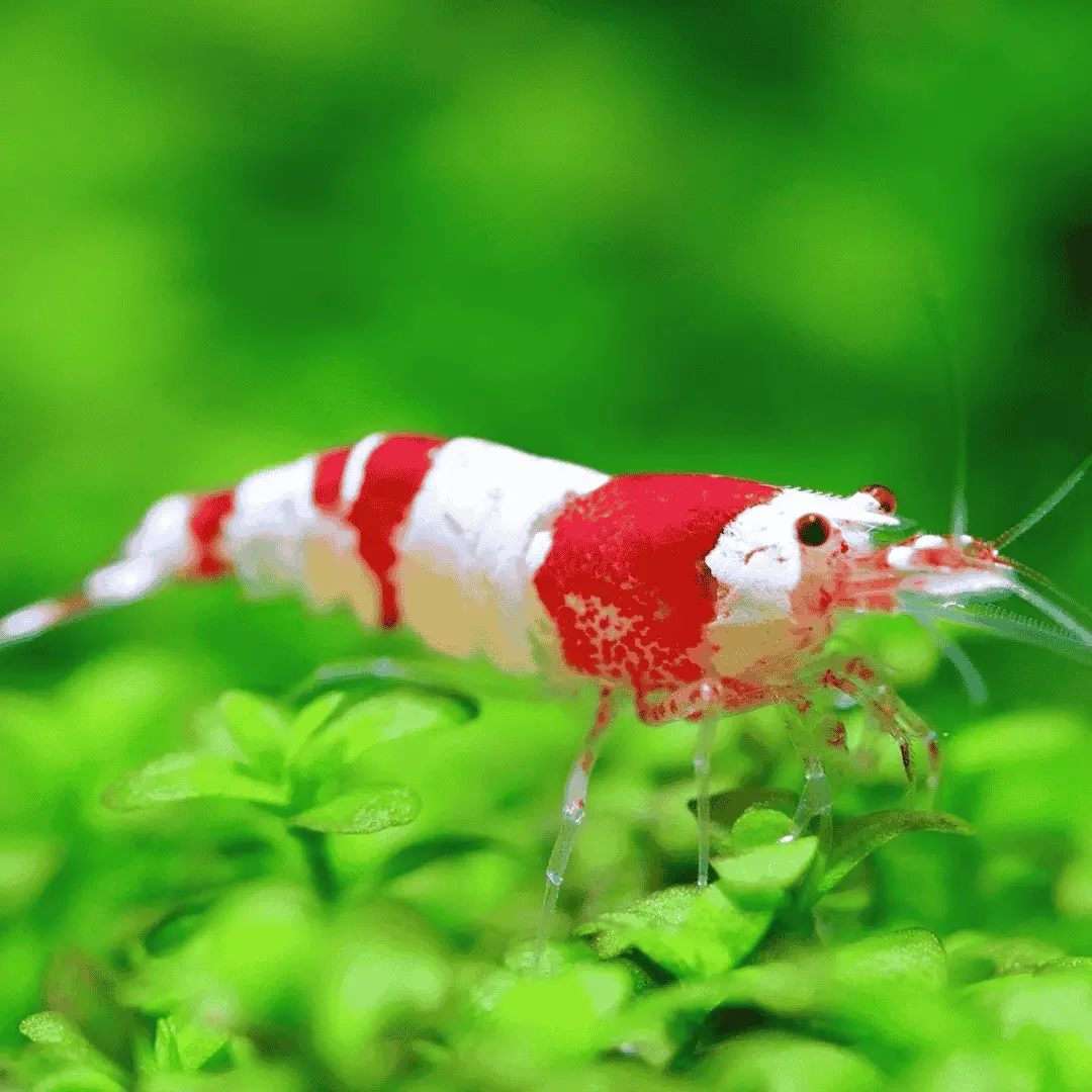Live Fish Shrimp Crystal Red | Single 1